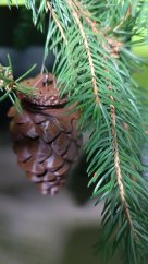 schránka pro hru geocaching - borovicová ŠIŠKA